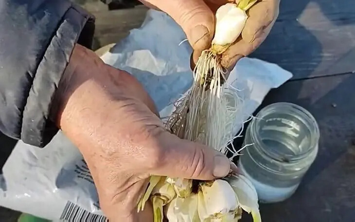 N'achetez plus votre ail en magasin : Découvrez les Secrets de Mon Jardinier pour Cultiver de l'Ail en Abondance 4 N'achetez plus votre ail en magasin : Découvrez les Secrets de Mon Jardinier pour Cultiver de l'Ail en Abondance 4