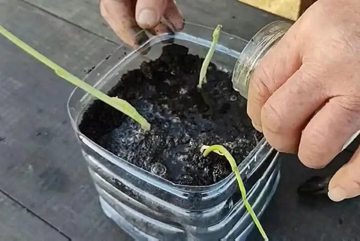 N'achetez plus votre ail en magasin : Découvrez les Secrets de Mon Jardinier pour Cultiver de l'Ail en Abondance 5 N'achetez plus votre ail en magasin : Découvrez les Secrets de Mon Jardinier pour Cultiver de l'Ail en Abondance 5