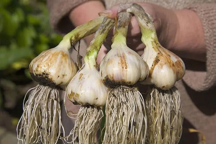 N'achetez plus votre ail en magasin : Découvrez les Secrets de Mon Jardinier pour Cultiver de l'Ail en Abondance 7 N'achetez plus votre ail en magasin : Découvrez les Secrets de Mon Jardinier pour Cultiver de l'Ail en Abondance 7