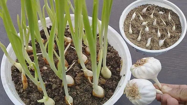 N'achetez plus votre ail en magasin : Découvrez les Secrets de Mon Jardinier pour Cultiver de l'Ail en Abondance 2 N'achetez plus votre ail en magasin : Découvrez les Secrets de Mon Jardinier pour Cultiver de l'Ail en Abondance 2